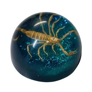 Real Scorpion Acrylic Resin Paperweight